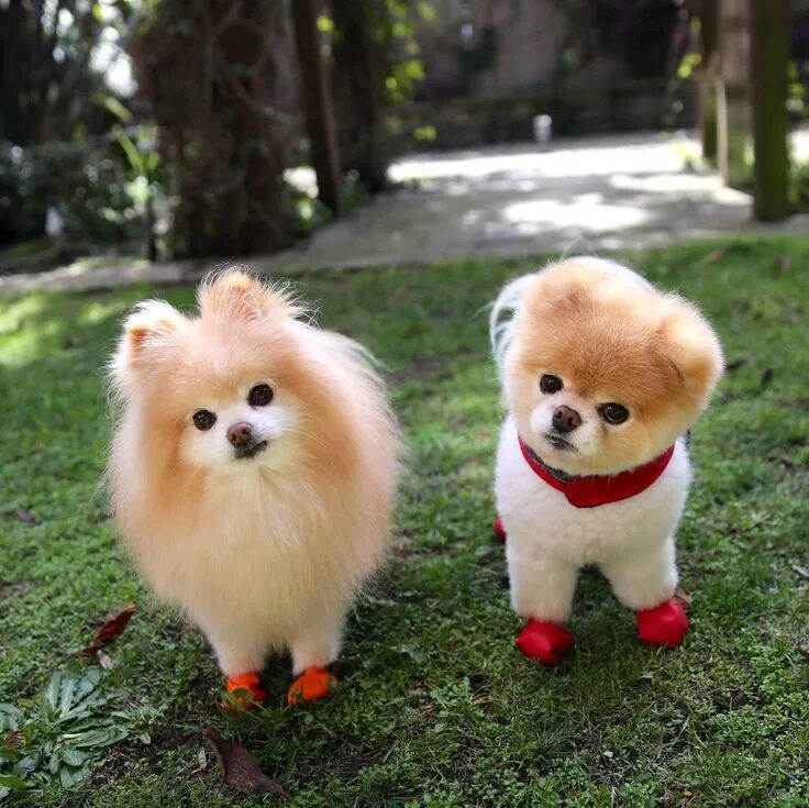 Карликовые породы собак фото с названиями Boo : L'histoire du chien le plus mignon au monde Chiens les plus mignons, Anima