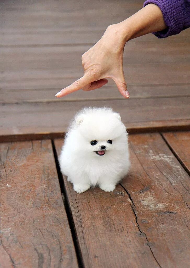 Карликовые щенки фото Teacup Pomeranian with clawish hand above it. (X-Post from /r/aww) Cute dogs, Cu