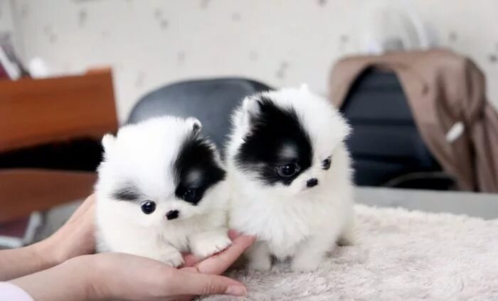 Карликовые щенки фото I dont normally like small dogs but these little ones are too freaking cute. Pre