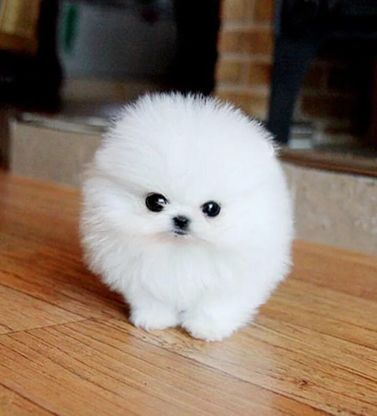 Карликовые щенки фото Rescued Pomeranians for Adoption Gorgeous Male And Female Teacup Pomeranian Pupp