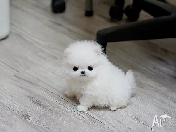 Карликовые щенки фото Tiny Micro Teacup Pomeranian Puppies for Sale in ROCKHAMPTON, Queensland Classif