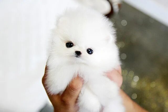 Карликовые щенки фото so tiny cute teacup pomeranian puppy Pomeranian puppy, Pomeranian puppy teacup, 