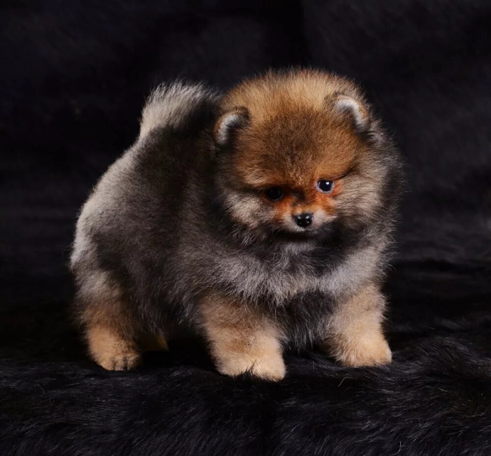 Карликовые шпицы медвежьего типа фото Ursus Littl Broun Bear Iz Knyaginino → Померанский шпиц