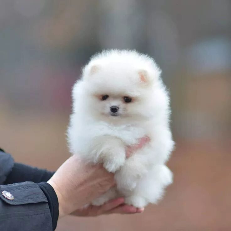 Карликовые собак фото с названиями @starpomeranians Eduquer votre chien, éducation positive, Spitz nain, labrador, 