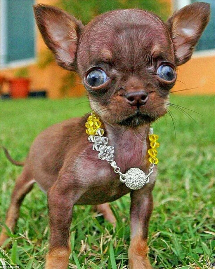 Карликовые собак фото с названиями 1 непрочитанный чат Ugly dogs, Tiny dogs, Cute dogs