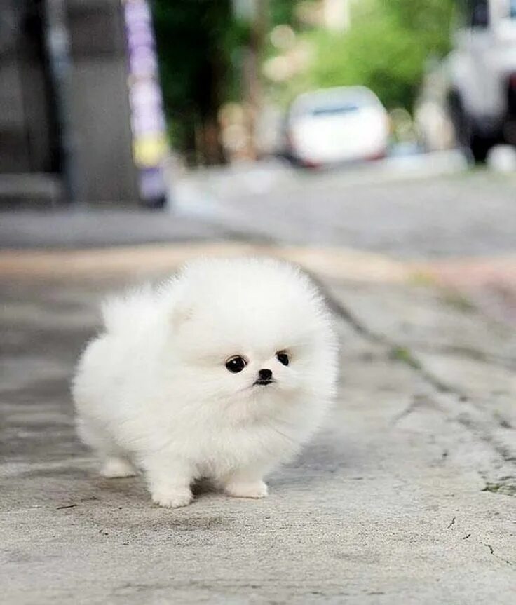 Карликовые собак фото с названиями Cute puppy Cute animals, Cute dogs, Pets