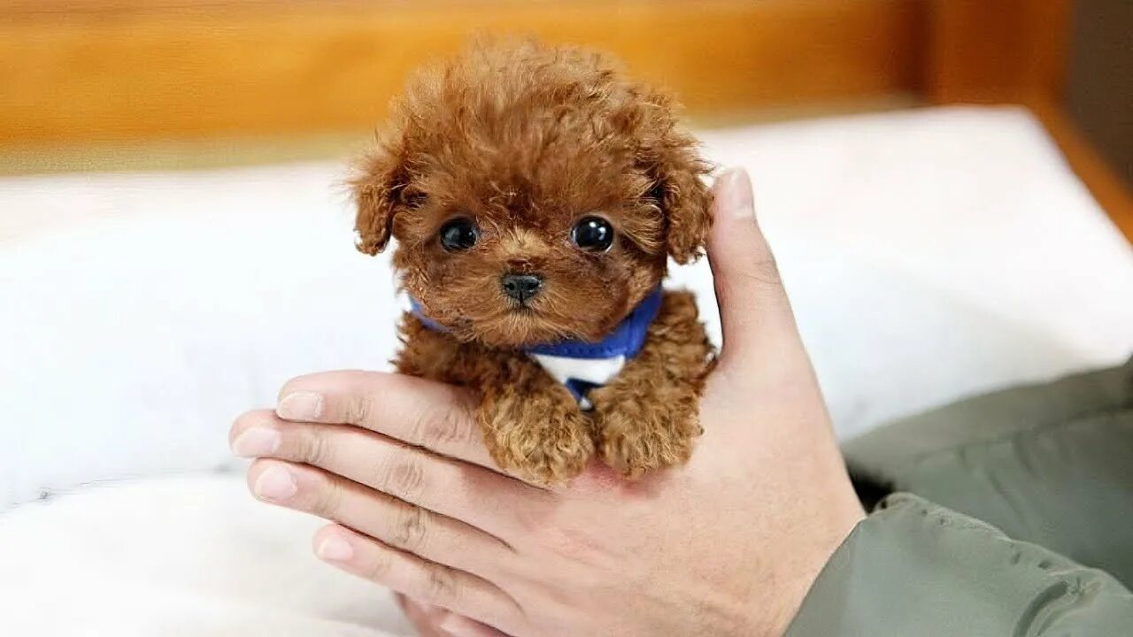 Карликовые собаки фото цены A Small Cute Dog Shop www.ulthera.ru