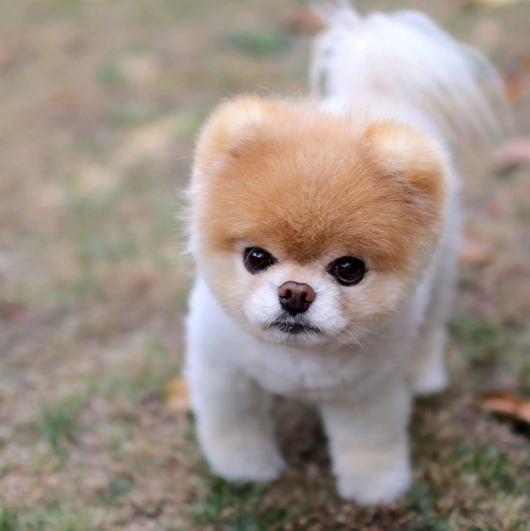 Карликовые собаки фото цены mad boo Boo the dog, World cutest dog, Cute puppies and kittens