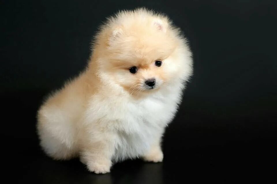 Карликовые собаки фото цены Питомник "Golden Dogs" Wiki Виртуальный Питомник Amino