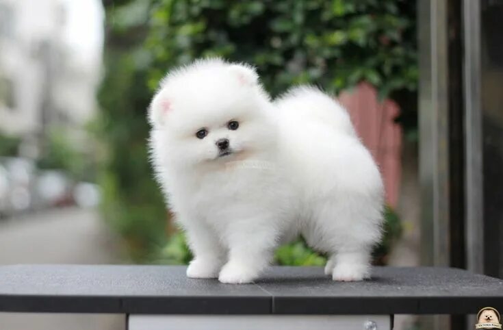 Карликовые собаки фото цены Melody Of True Victoria Animaux mignons, Chien mignon, Chiens pomeranian