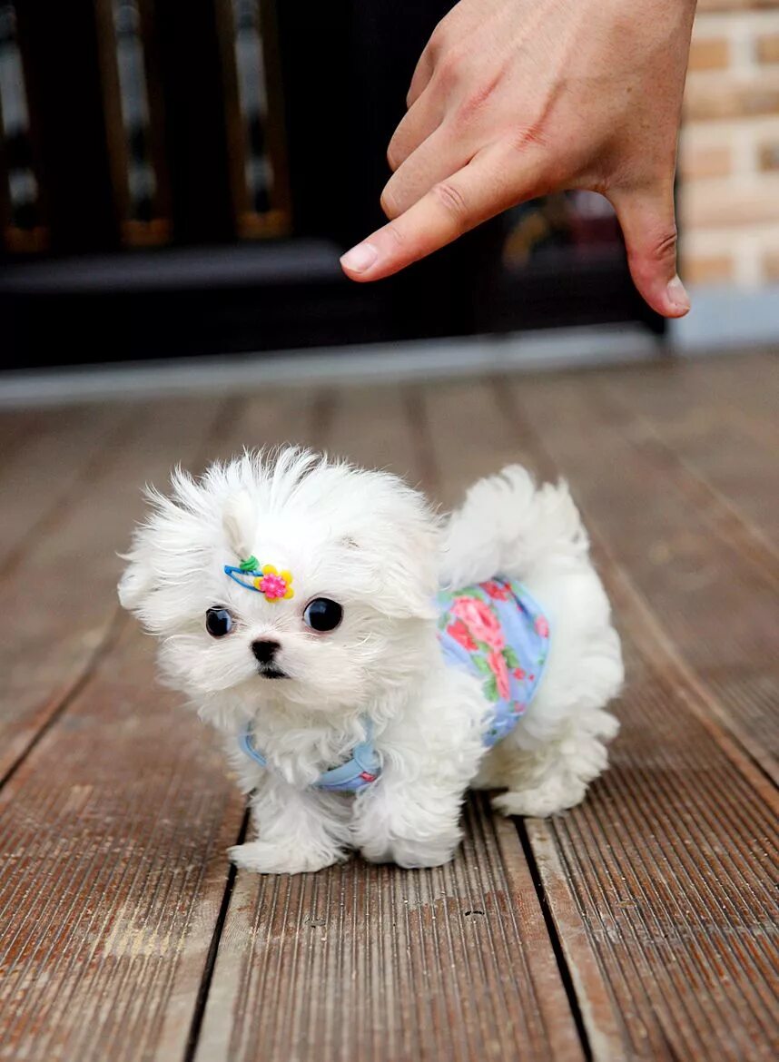 Карликовые собаки фото цены Teacup Maltese Clothes Cute teacup puppies, Cute baby animals