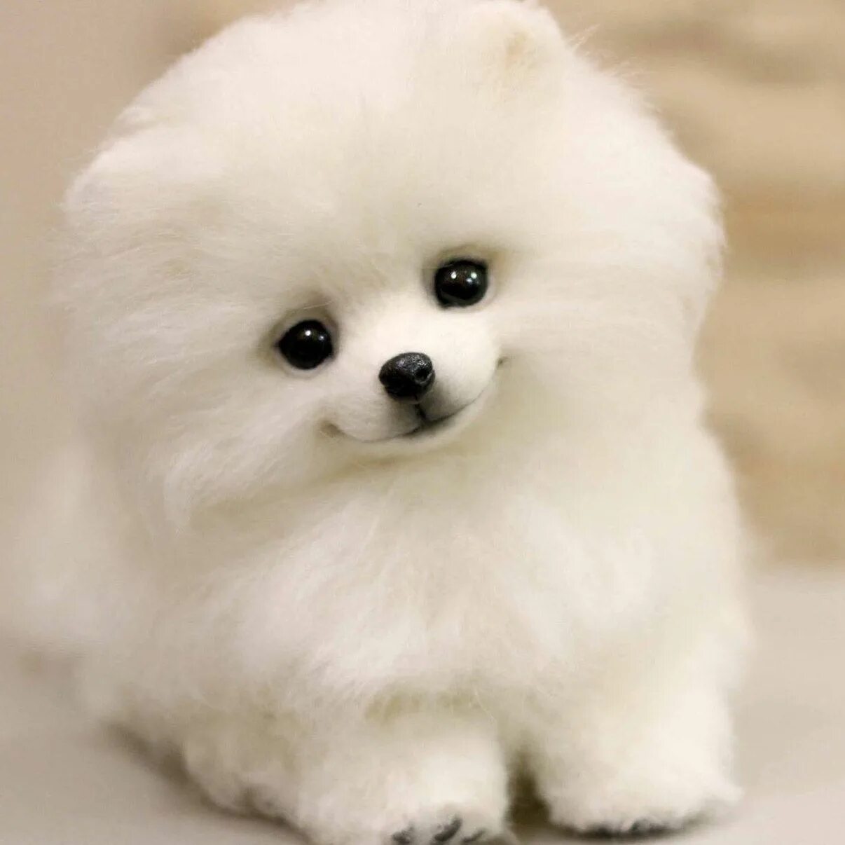 Карликовые собаки фото цены Pin on sweet puppies