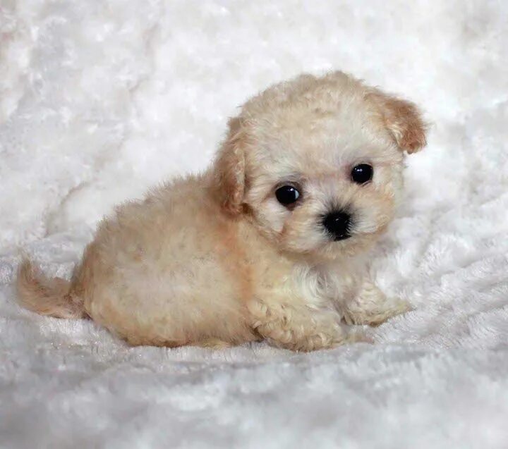 Карликовые собаки фото цены MICRO Teacup Maltipoo Puppy "Beatrice" For sale California - iHeartTeacups