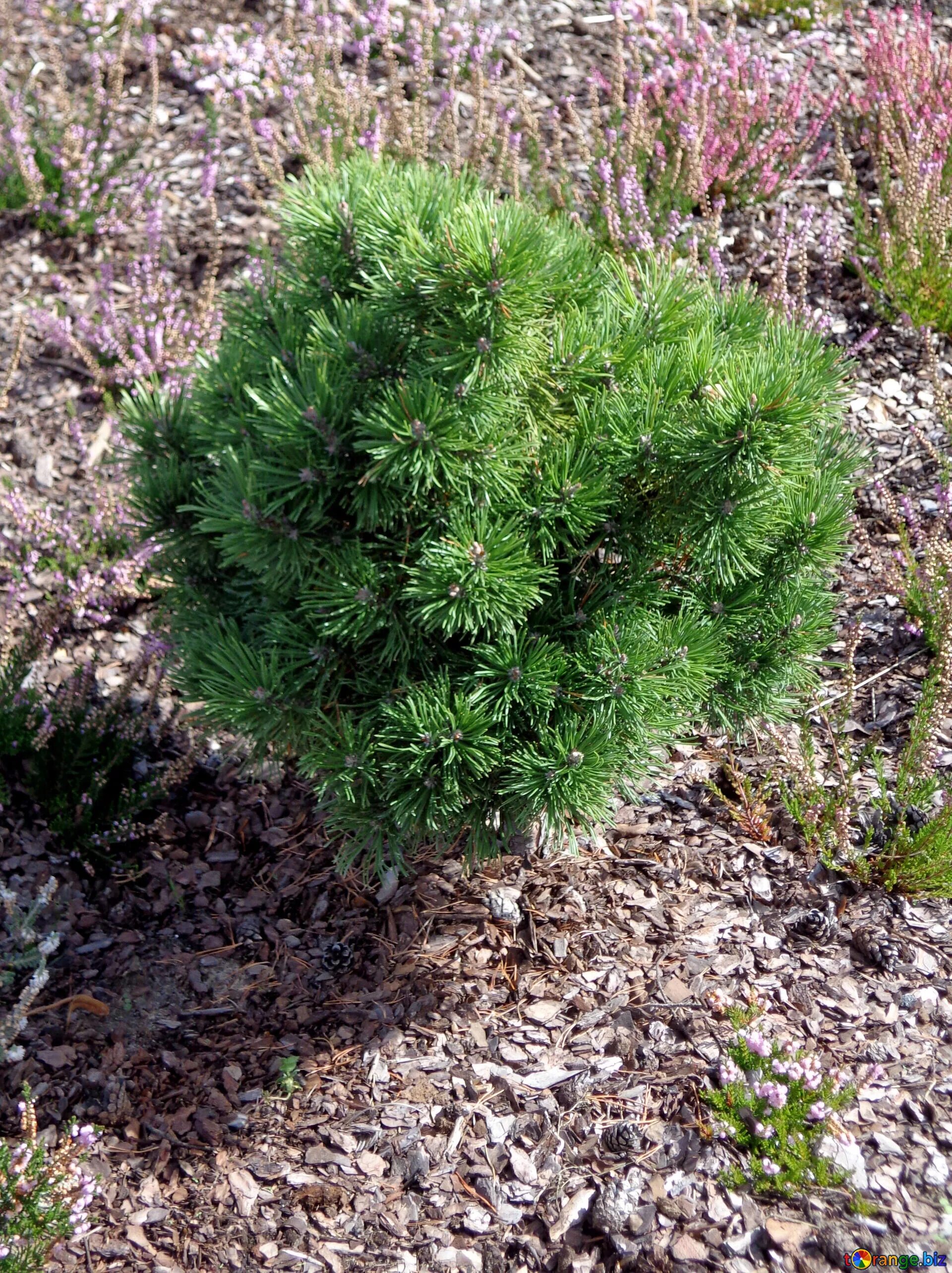 Карликовые сосны сорта описание фото Pinus imagem grátis - № 23456