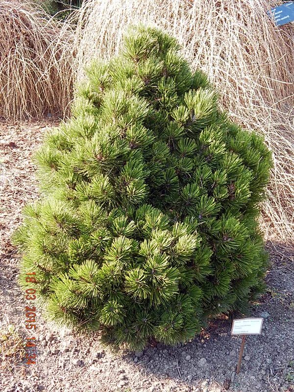 Карликовые сосны сорта описание фото Прага, март 2015, Карликовый сорт сосны Pinus leucodermis Smidtii.