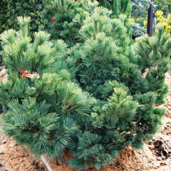Карликовые сосны сорта описание фото Сосна Веймутова 'Kruger's Liliput' - Pinus strobus 'Kruger's Liliput' - "Feel Gr