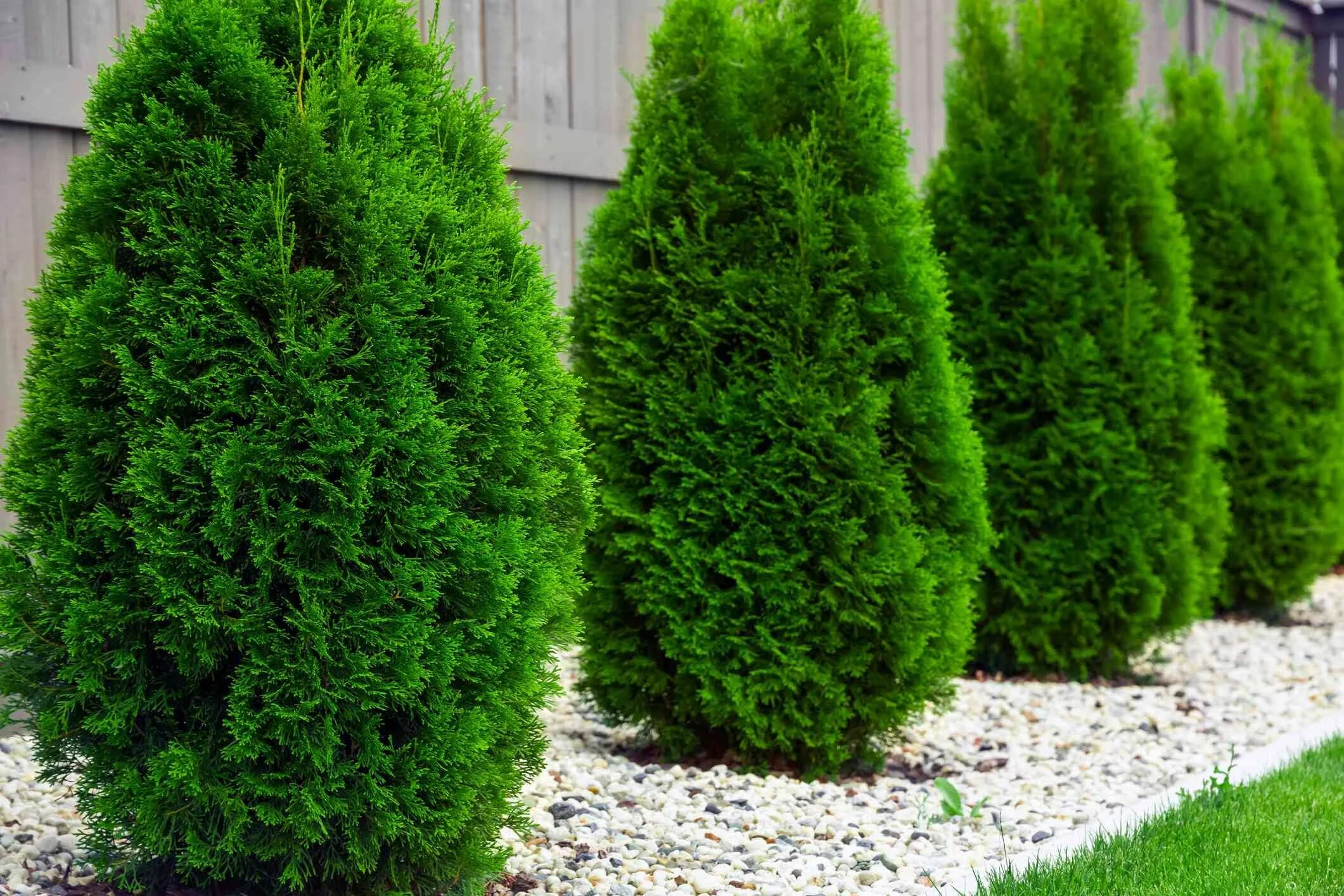 Карликовые туи сорта фото Fill in a Bare Landscape Fast With These Quick-Growing Shrubs Emerald green arbo