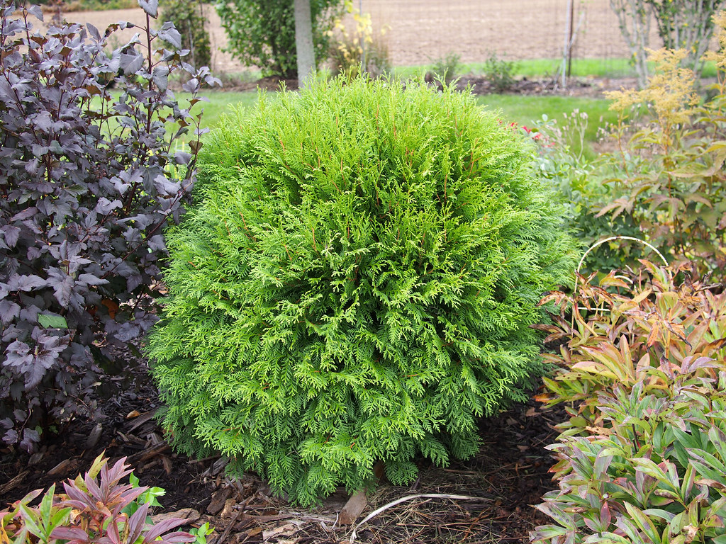 Карликовые туи сорта фото Thuja occidentalis 'Woodwardii' 2014 "Thuja occidentalis '. Flickr