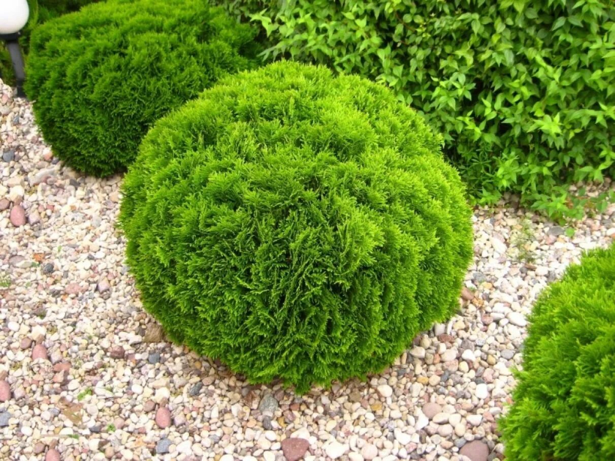 Карликовые туи сорта фото Туя западная Даника (Thuja occidentalis Daniса) в Смоленске