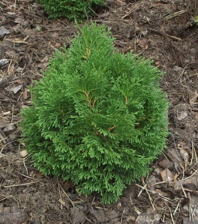 Карликовые туи сорта фото Туя складчатая Литл Бой: купить в Москве саженцы Thuja occidentalis Little Boy в