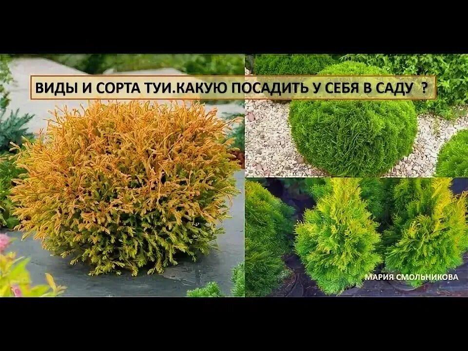Карликовые туи сорта фото и описание Виды и сорта туи. Какую посадить у себя в саду ? - YouTube