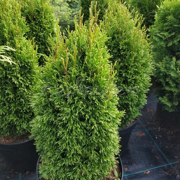 Карликовые туи сорта фото и описание Туя западная (Thuja occidentalis Brabant C5 100+) зеленый. Остаток шт 140