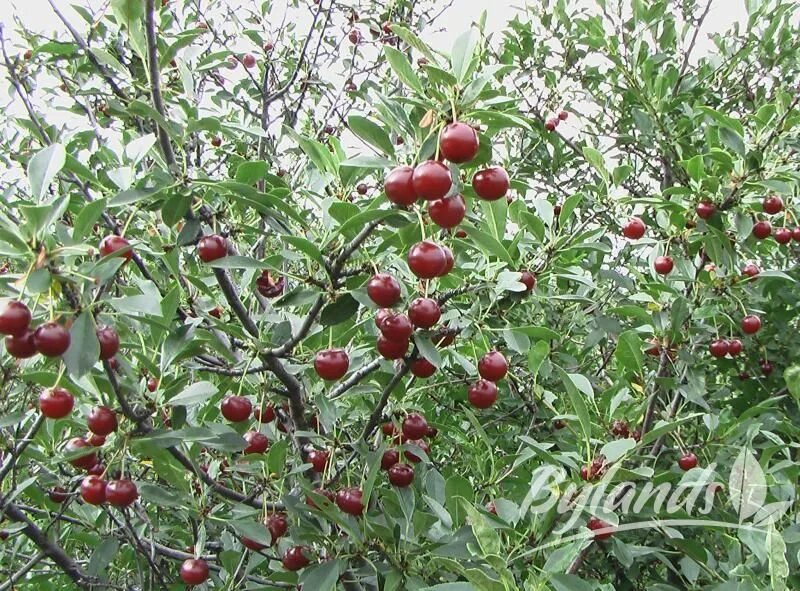 Карликовые вишни сорта фото отзывы Juliet Dwarf Cherry - Prunus x kerrasis 'Juliet' Prunus, Landscaping trees, Plan