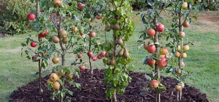 Карликовые яблони фото Cordon Fruit Trees: How to Get the Best Harvest From a Small Garden Potted fruit