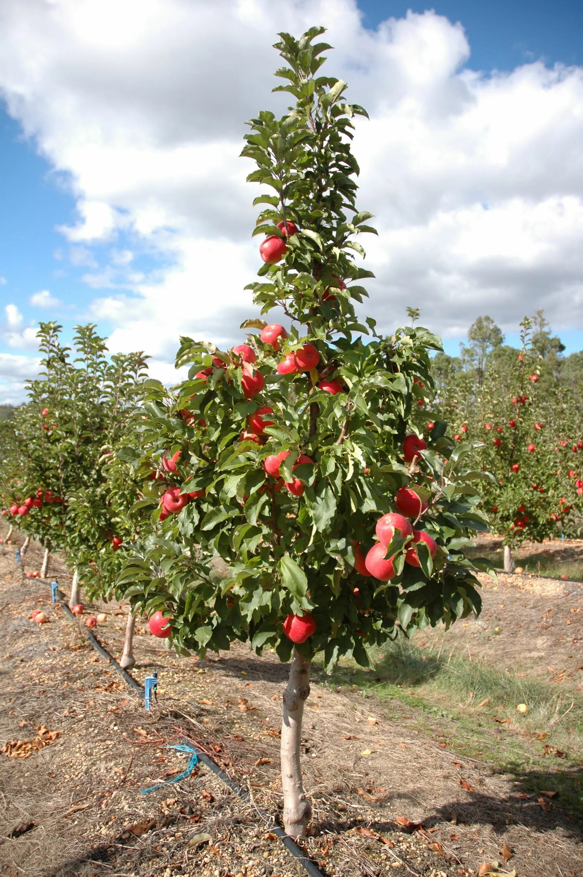 Карликовые яблони фото Pin by Tania K on Trees House landscape, Red peppercorn, Peppercorn