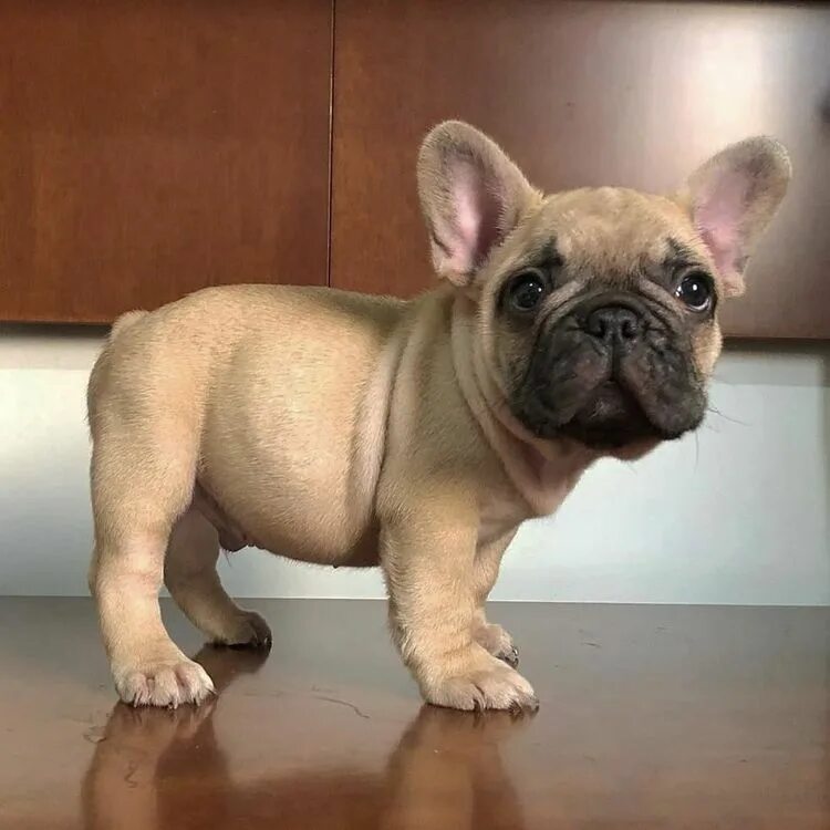 Карликовый бульдог французский купить фото Pin on Adorable Dogs French bulldog puppies, Cute dogs, Baby animals