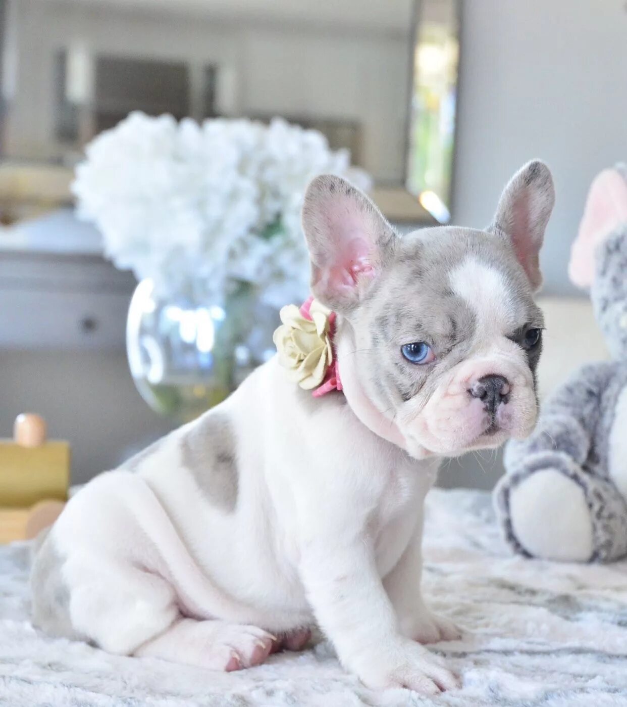 Карликовый бульдог французский купить фото Pin on Poetic French Bulldogs