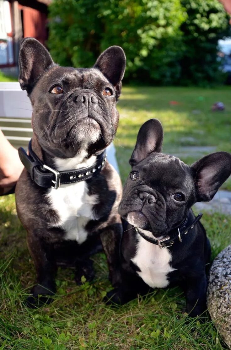 Карликовый бульдог французский купить фото Chip off the ole block... Bulldog puppies, French bulldog, Bulldog