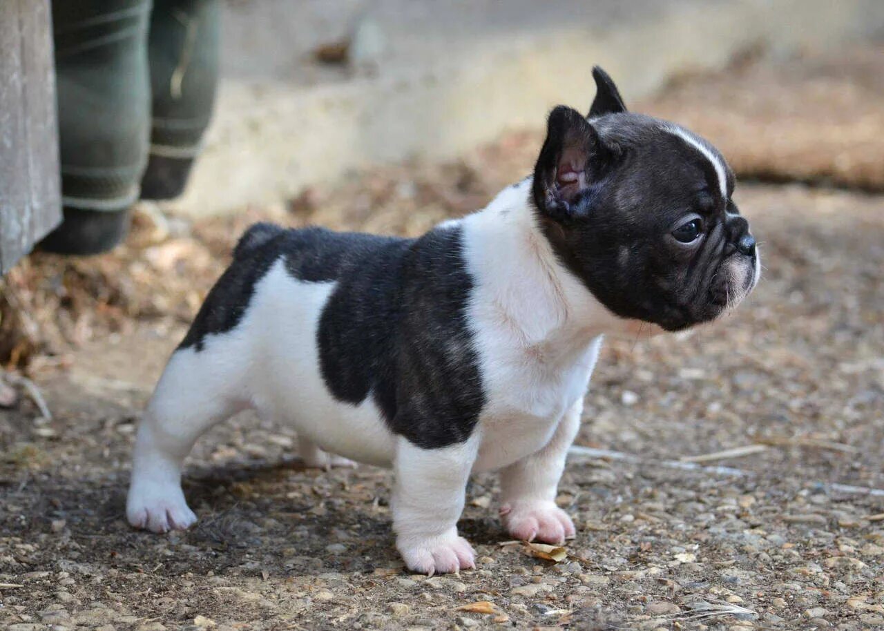 Карликовый бульдог французский купить фото French Bulldog - My Dog Breeders - Part 63
