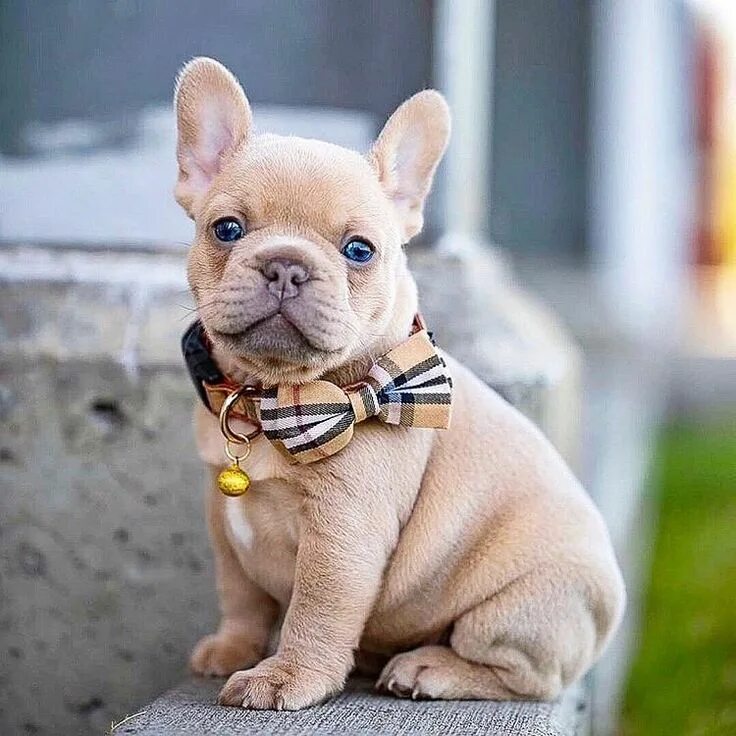 Карликовый бульдог французский купить фото chien chiens mon chien j'aime chien j'adore mon chien chien mignon chien beau ch