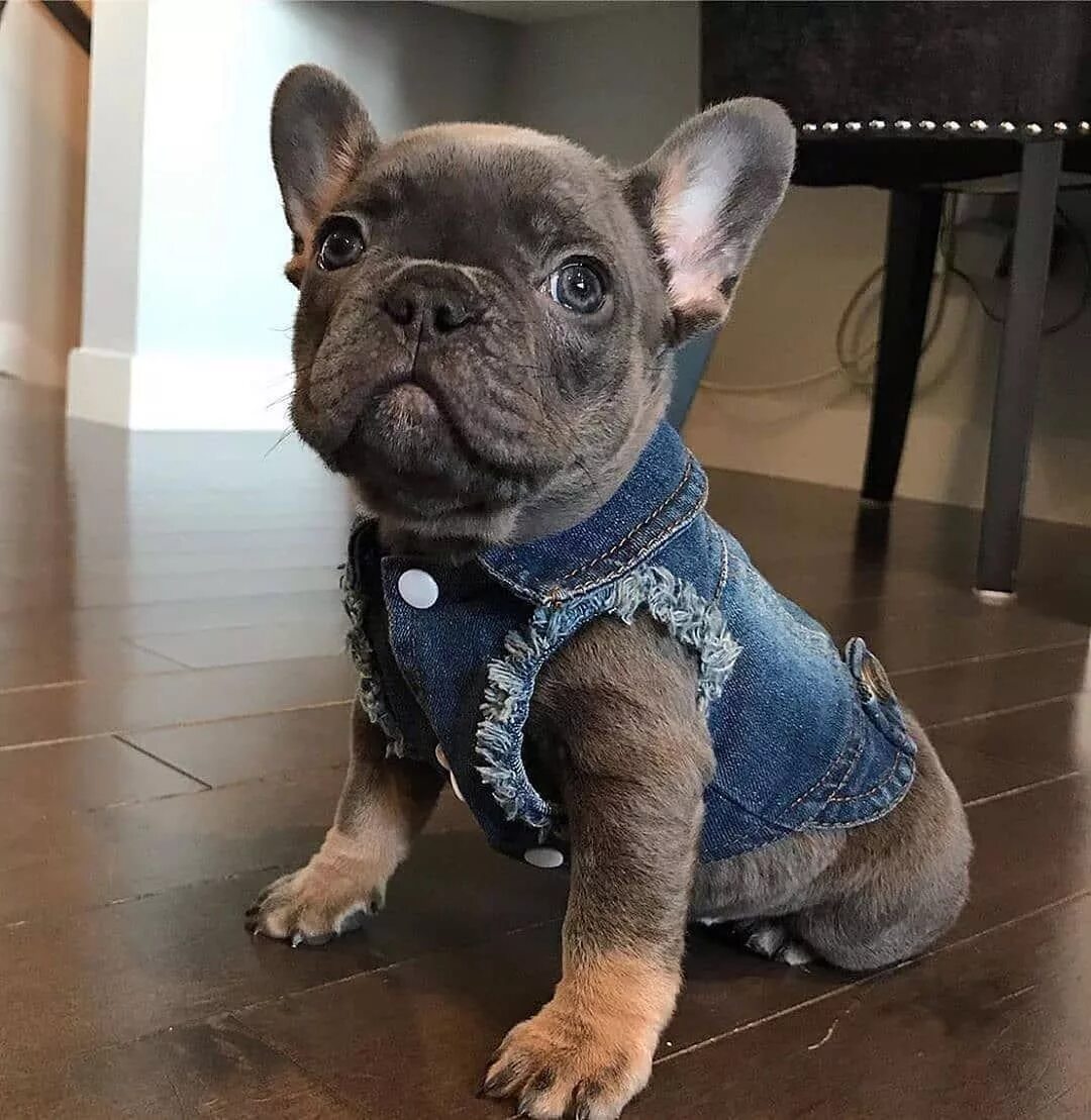 Карликовый бульдог французский купить фото Pin by ♥ French bulldog my life ♥ on french bulldog puppies French bulldog puppi