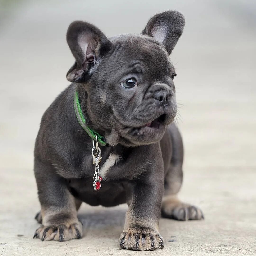 Карликовый бульдог французский купить фото ▼ ▼ ▼ Like This Post? Then Show Some Love And Tag Your Frenchie Loving Friends! 