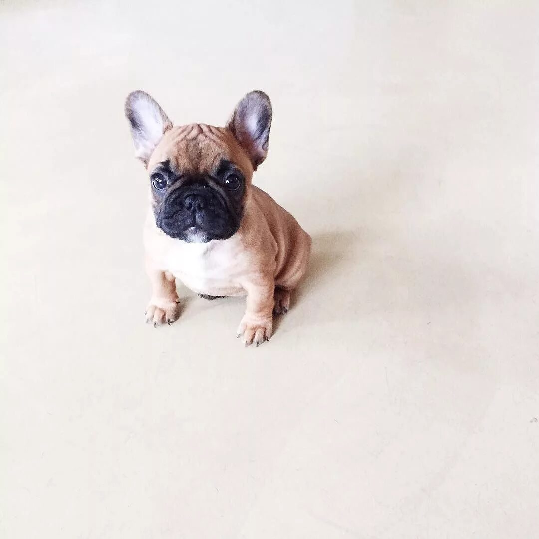 Карликовый бульдог французский купить фото Pin on Puppy Love - French Bulldogs