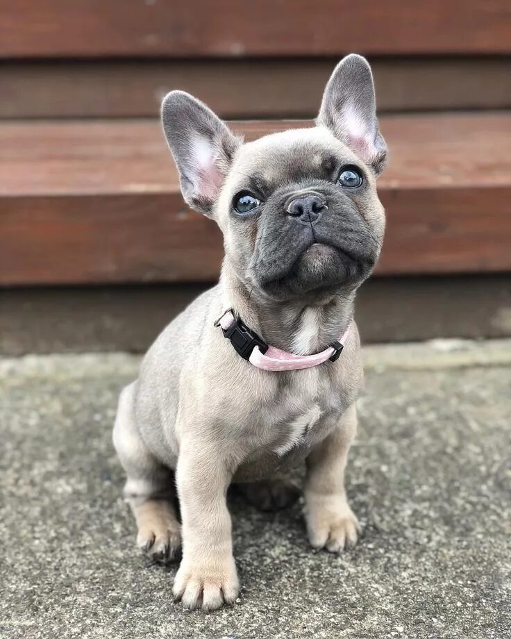 Карликовый бульдог французский купить фото BEAUTIFUL @albi frenchie #frenchiepup #frenchbull #frenchie #frenchbulldog #buhi