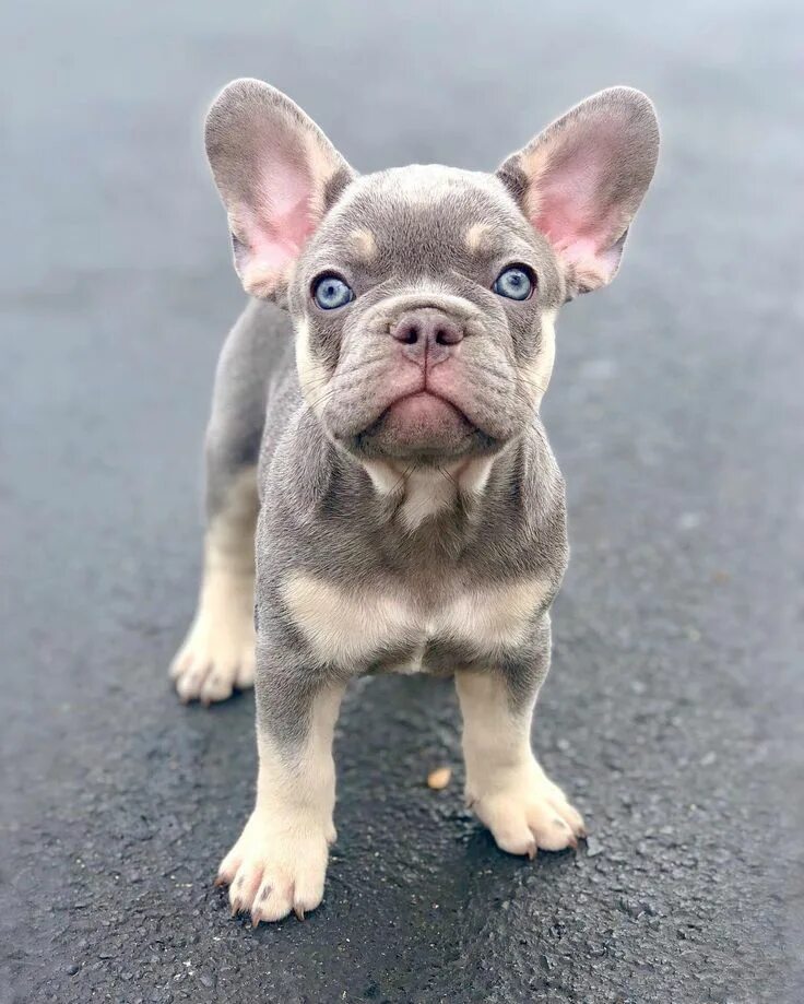 Карликовый бульдог французский купить фото @mazotcu1 Linktree French bulldog puppies, Super cute puppies, Cute dogs