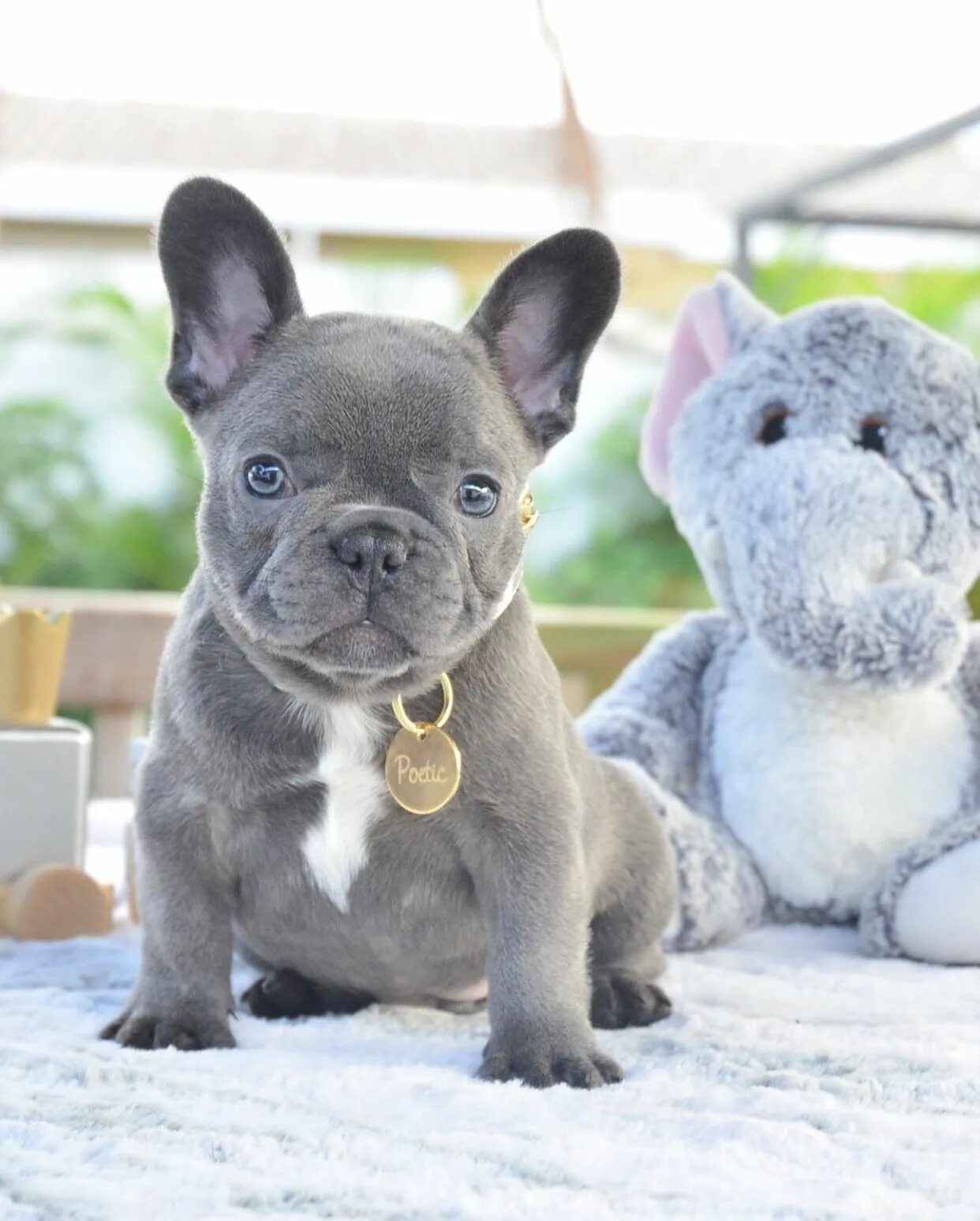 Карликовый бульдог французский купить фото Pin on Poetic French Bulldogs