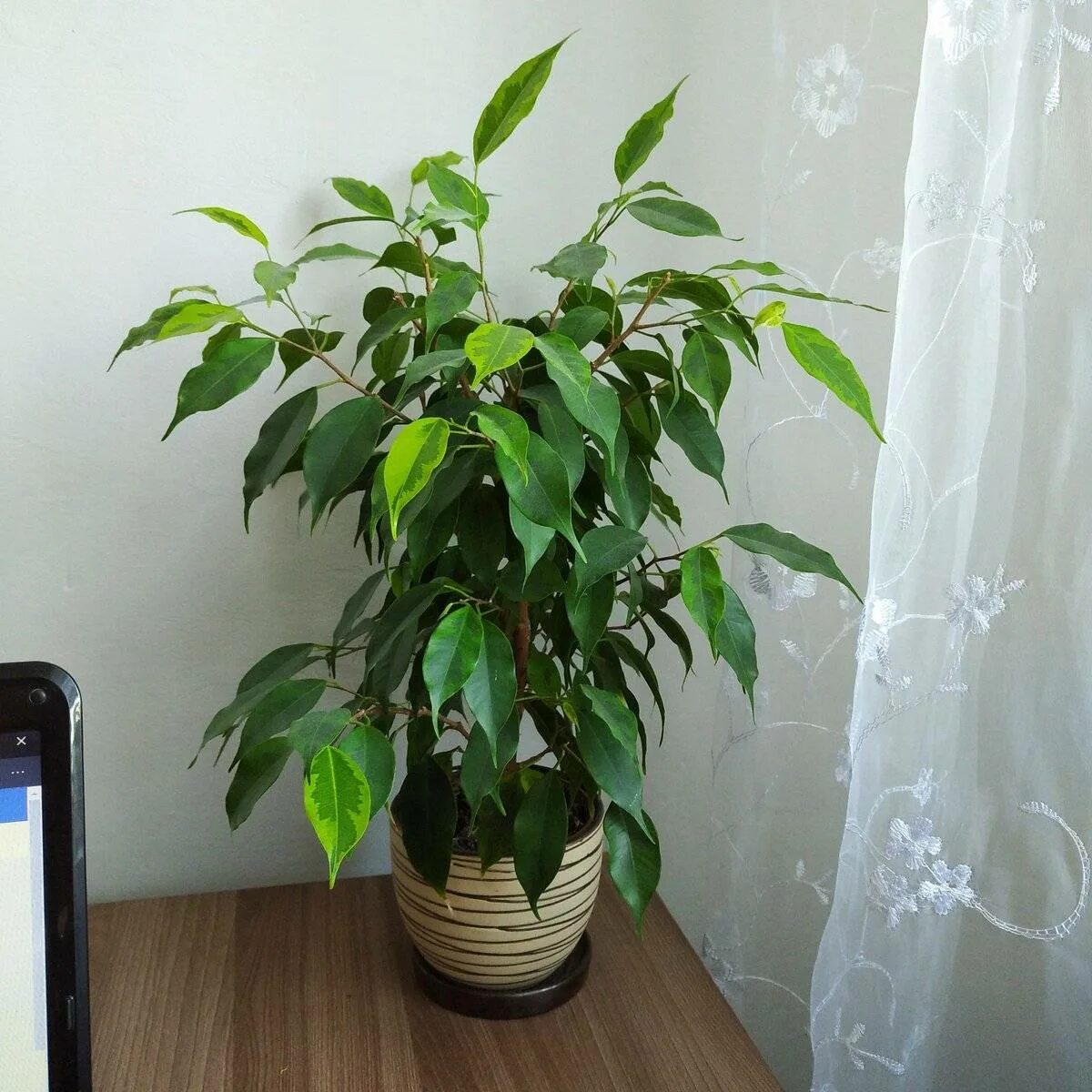 Карликовый фикус бенджамина фото Элегантный Фикус Бенджамина Даниэль: Комнатный Гигант Натуралист Фотогалерея при