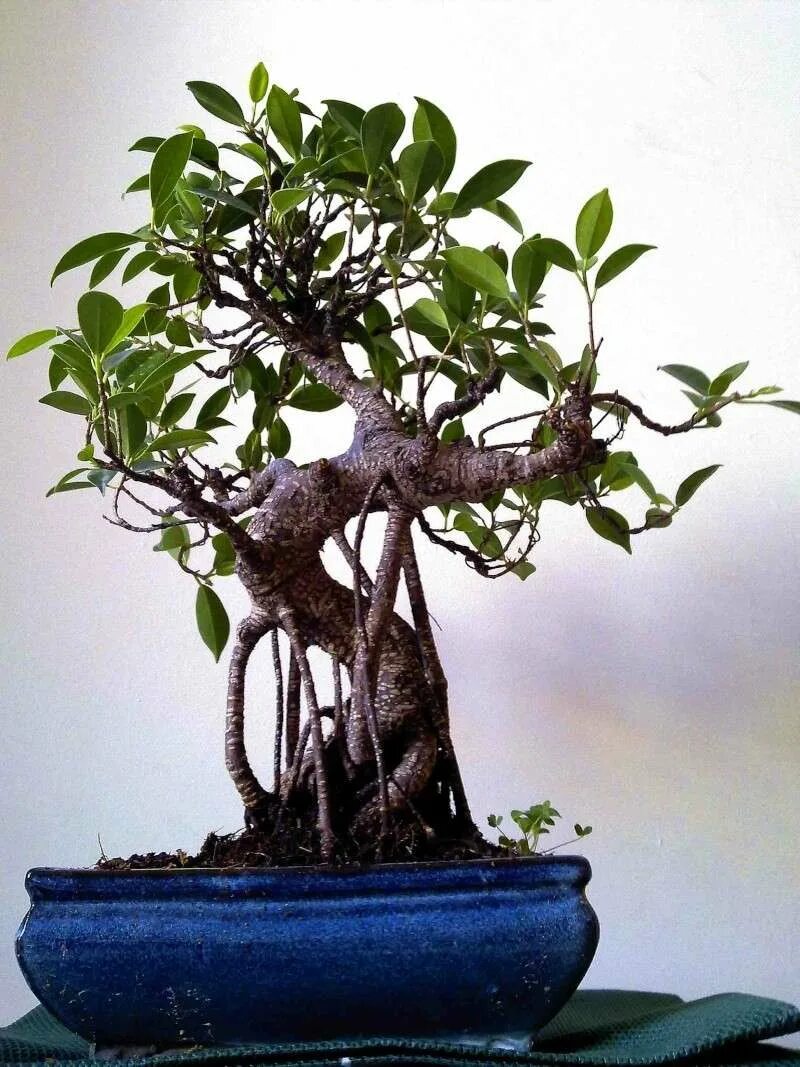 Карликовый фикус фото ficus - Ficus progress