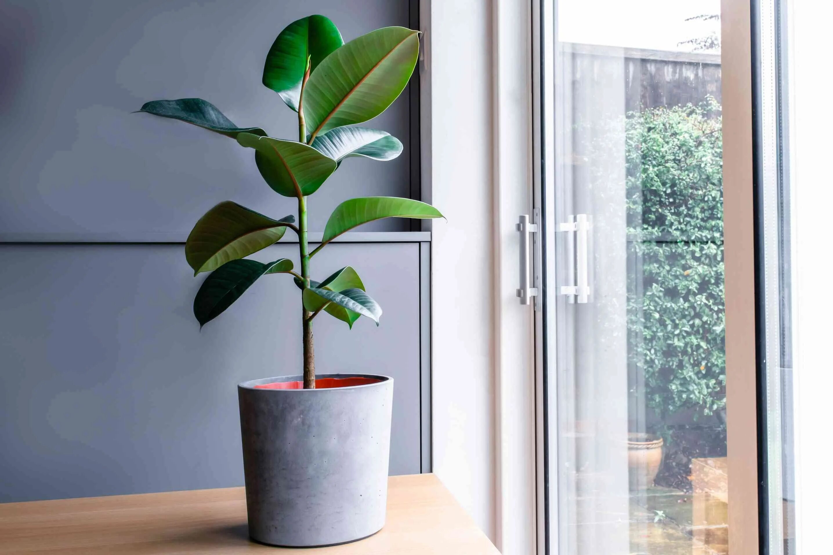 Карликовый фикус фото A Handy Guide to the Snake Plant (Dracaena trifasciata) to Care For It Like a Pr