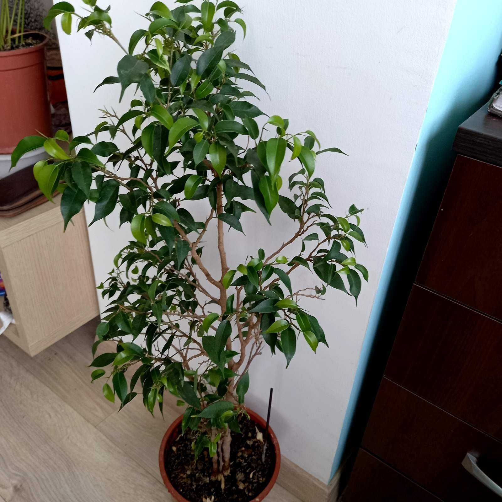 Карликовый фикус фото Карликовый фикус Бенджамина: фото и советы по уходу Торты, конфеты, пироги iberi