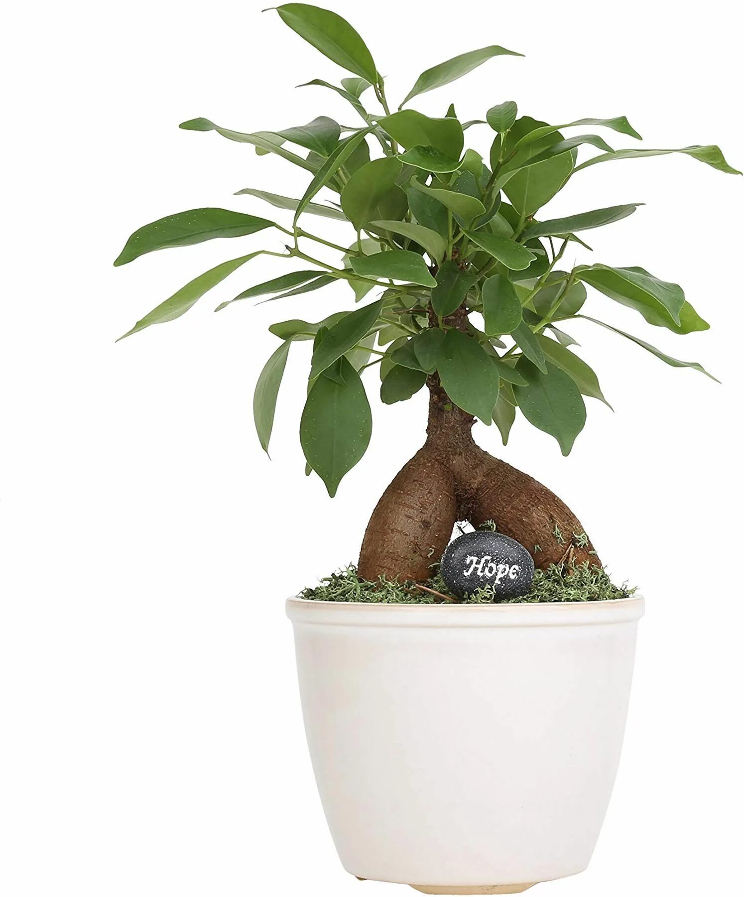 Карликовый фикус фото Costa Farms, Premium Live Indoor Mini Bonsai, Ficus 'Ginseng', Tabletop Plant, W
