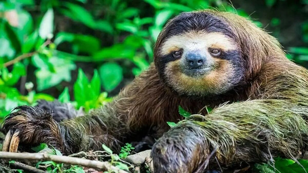 Карликовый ленивец красная книга фото 5 reasons why sloths are spectacular