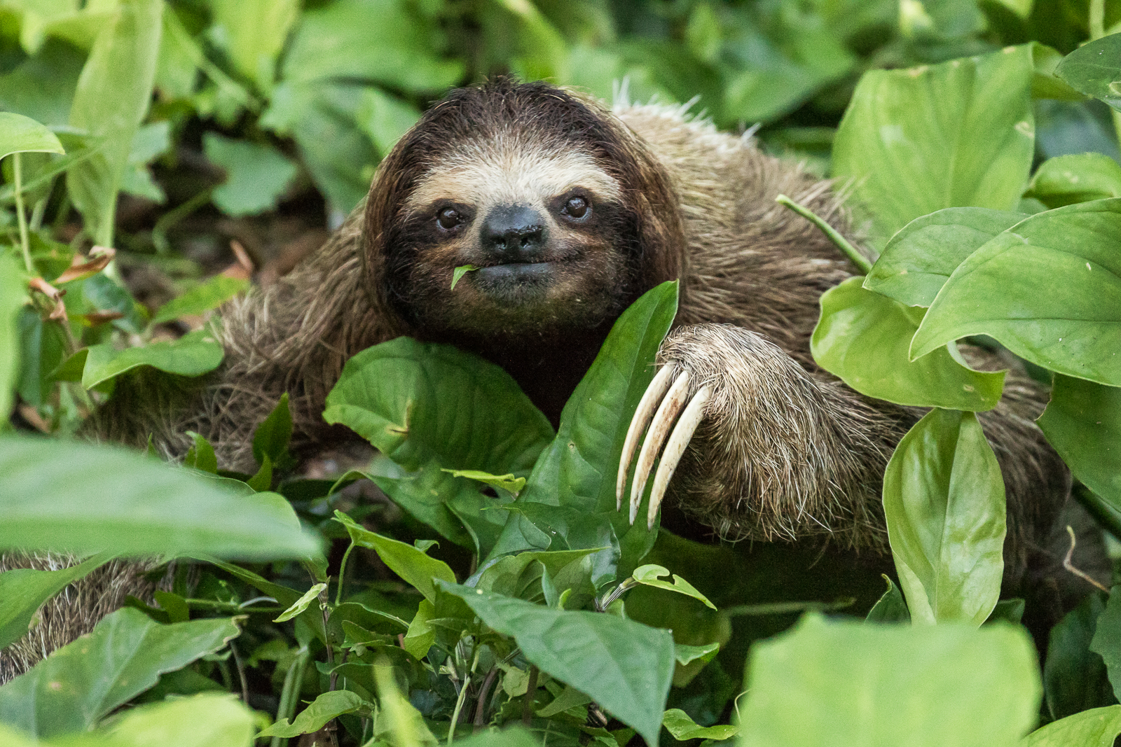 Карликовый ленивец красная книга фото 3 Toed Sloth - Costa Rica JH Wild Photo