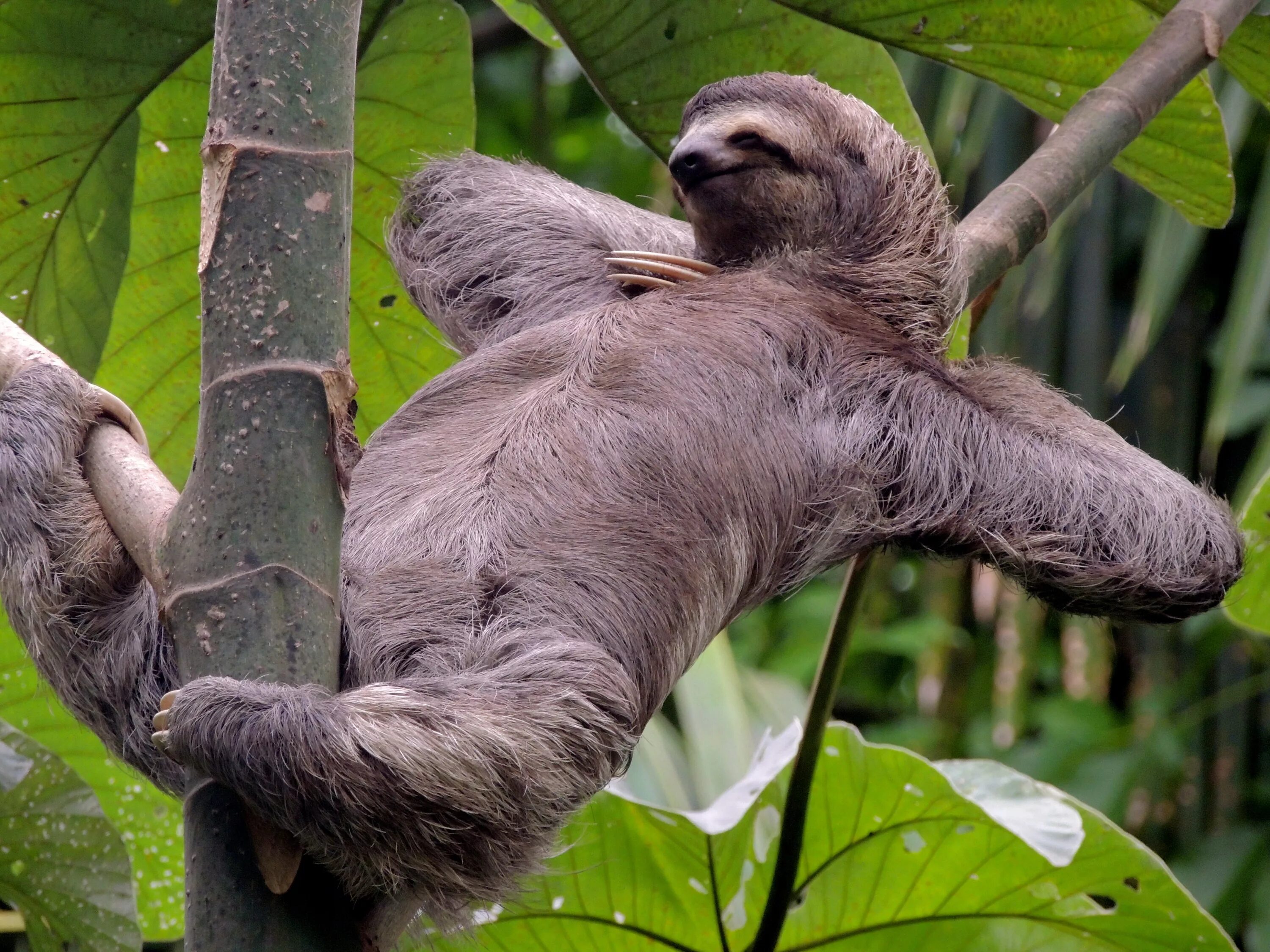 Карликовый ленивец красная книга фото Спільнота Steam :: :: Sloth 2