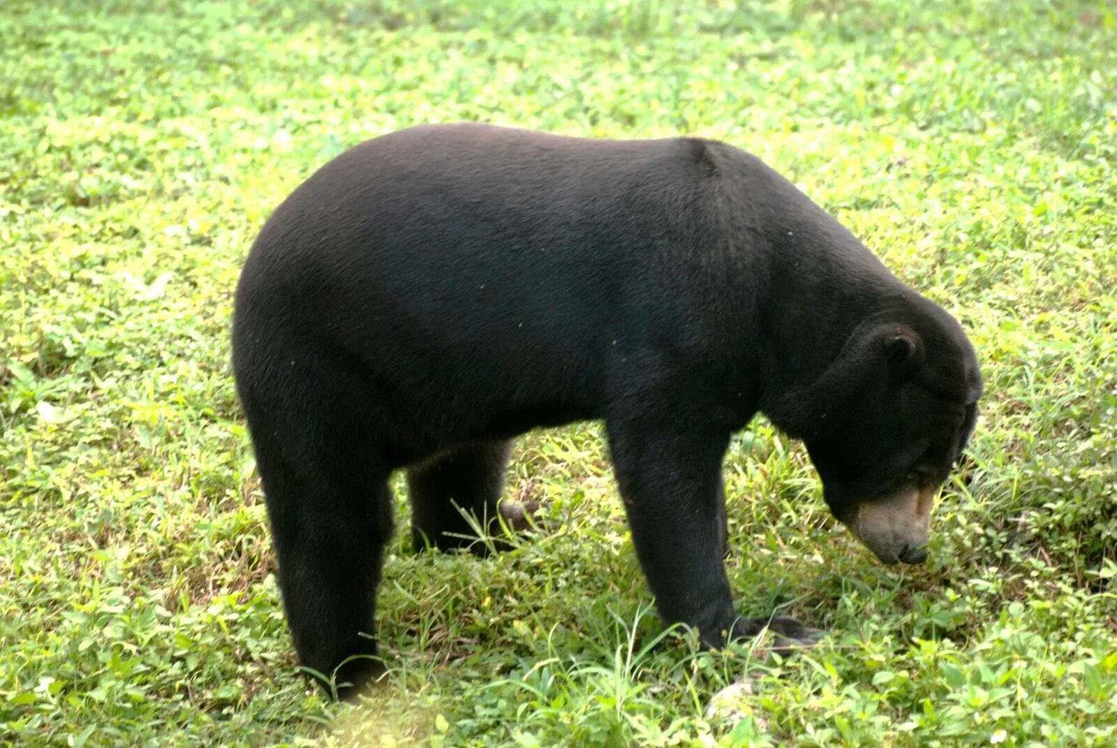 Карликовый медведь фото Malayan Sun Bear at Miami, 12/10/13 - ZooChat