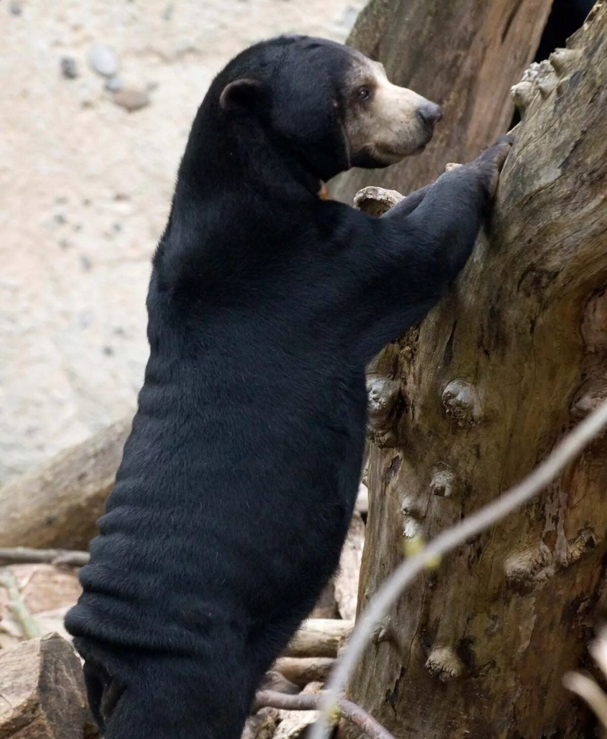 Карликовый медведь фото Portland Zoo Malayan sun bear, Little rock zoo, Mammals